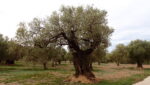 Olea europaea L. – Olivo