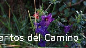 Lithodora fruticosa (L.) Griseb. – Hierba de las siete sangrías