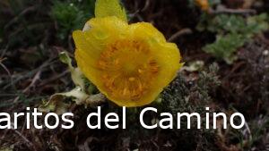 Adonis vernalis L. – Adonis vernal