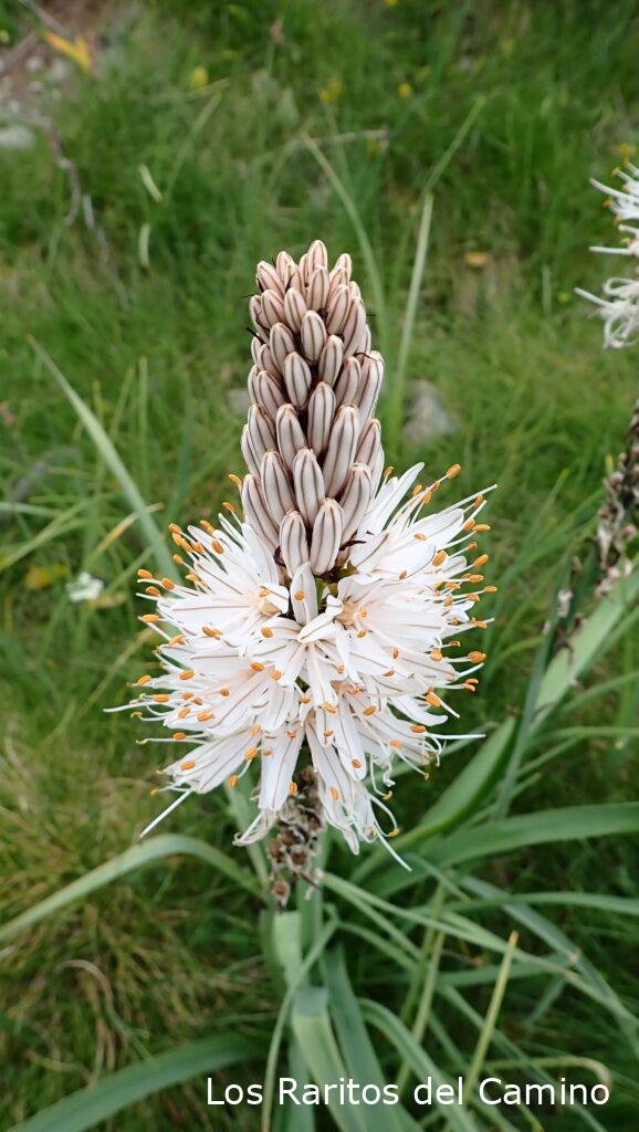 Asphodelus albus Mill. - Gamón-blanco