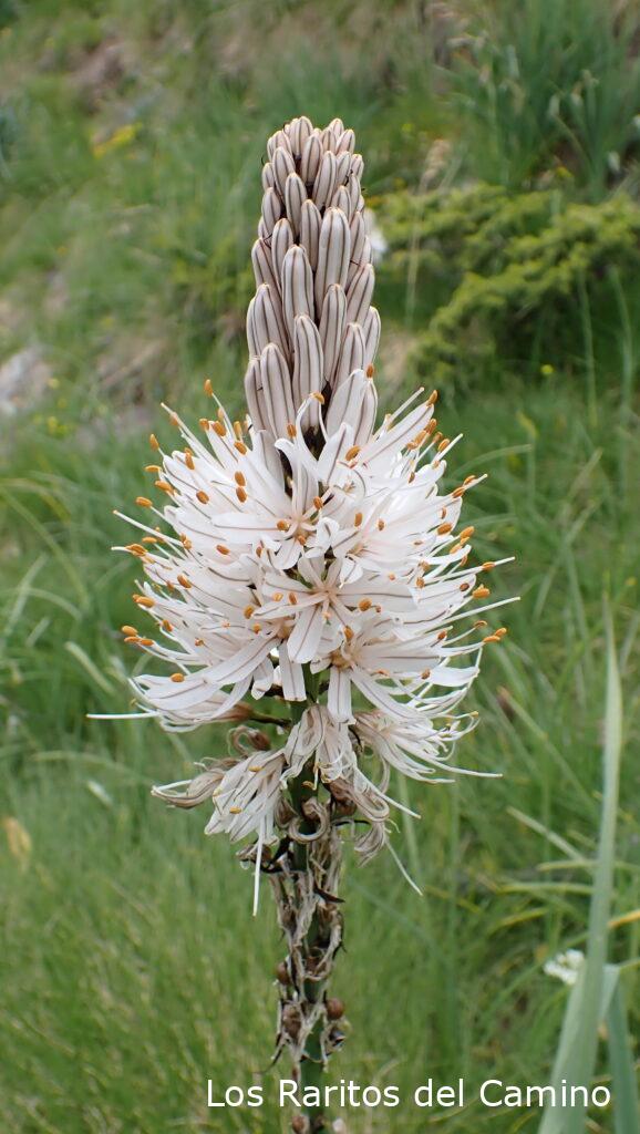 Asphodelus albus Mill. - Gamón-blanco