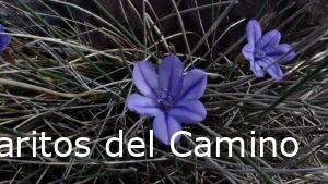 Aphyllanthes monspeliensis L. – Azulita