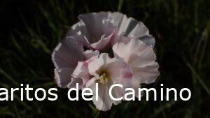 Convolvulus lanuginosus Desr. – Campanilla lanuda