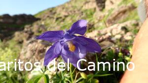 Aquilegia pyrenaica DC. – Aguileña pirenaica