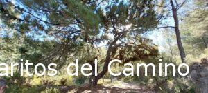 Higueruelas, PR-CV 393 – La Peña del Rodeno